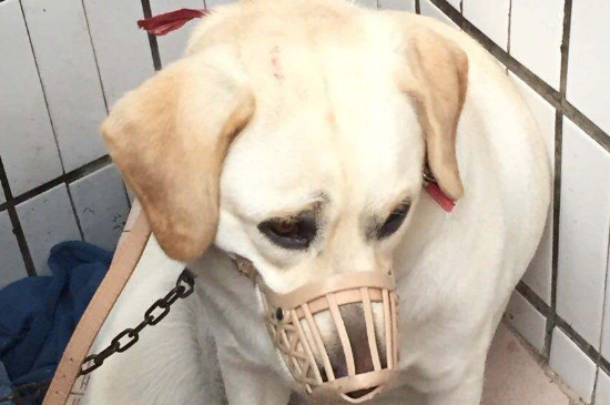 拉布拉多惡魔期怎么教育