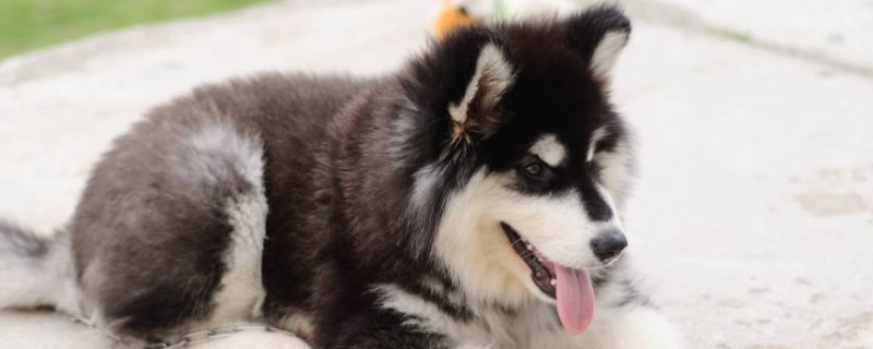 阿拉斯加幼犬喂養(yǎng)指南