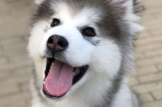 狗狗中暑的正確處理方法