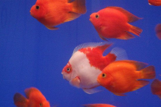 鸚鵡魚掉鱗放點(diǎn)鹽嗎