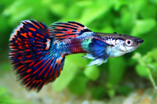 孔雀魚繁殖條件