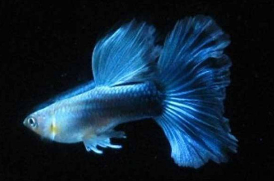 孔雀魚生小魚是開燈還是關(guān)燈