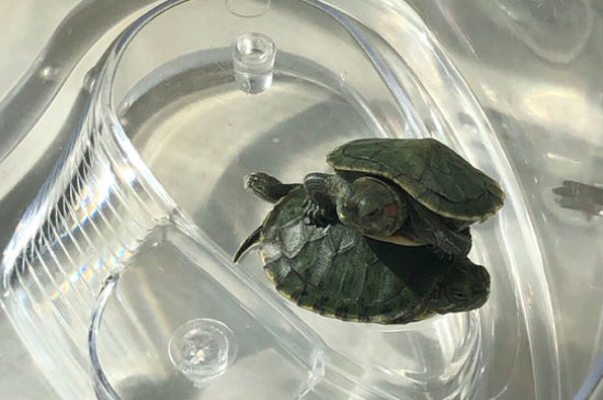 巴西龜能長多大