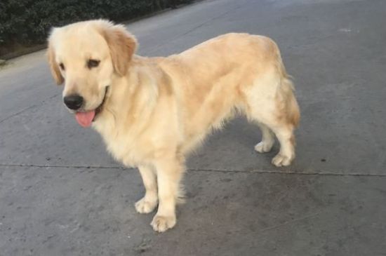 愛爾蘭雪達犬和金毛犬的區(qū)別