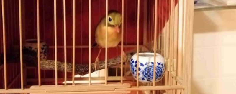 相思鳥怎么養(yǎng)