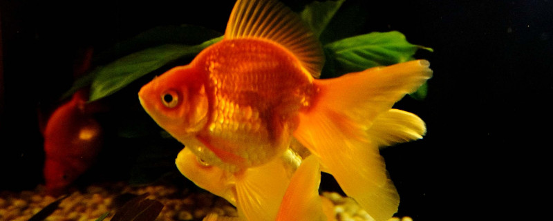 金魚體表像蒙一層霜
