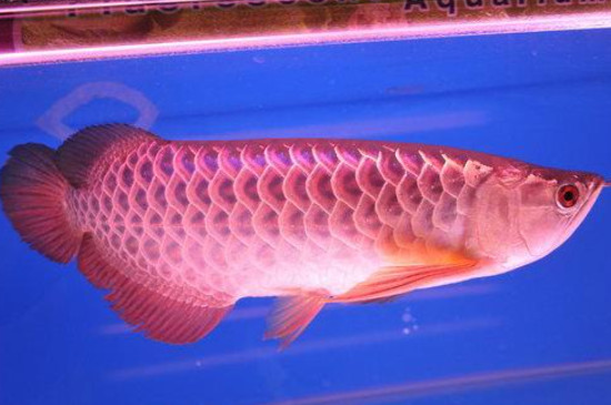龍魚一個(gè)月不吃食怎么辦