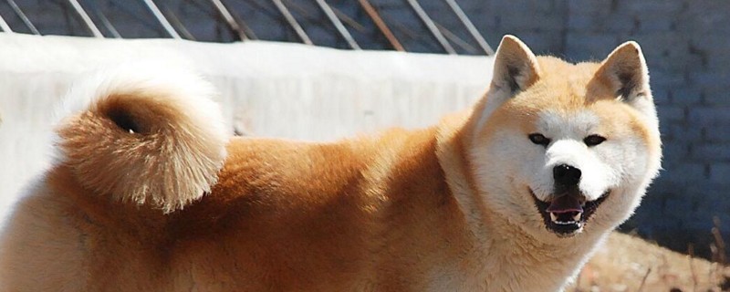 怎樣訓練秋田犬跟著主人走