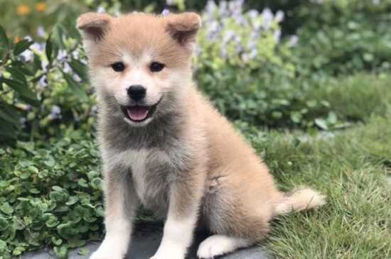 主人把柴犬打怕了怎么辦