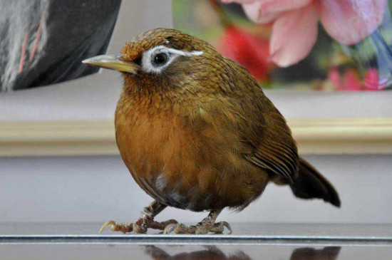 畫眉鳥飼養(yǎng)方法