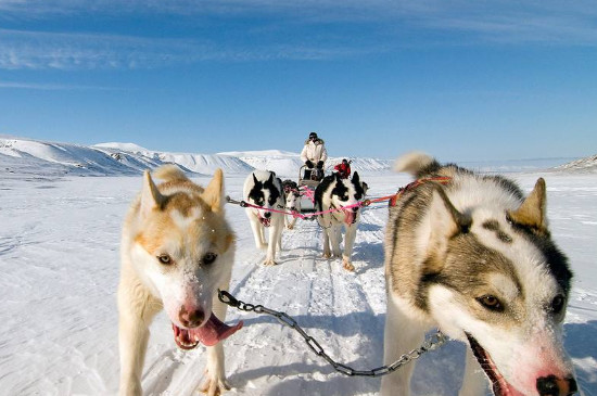 雪橇犬和哈士奇的區(qū)別