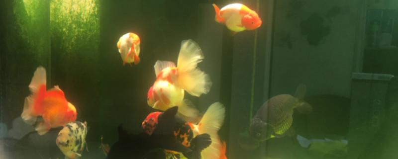 金魚怎么繁殖