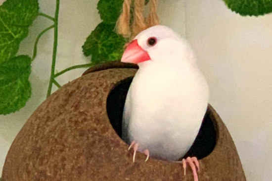 怎樣給文鳥洗澡