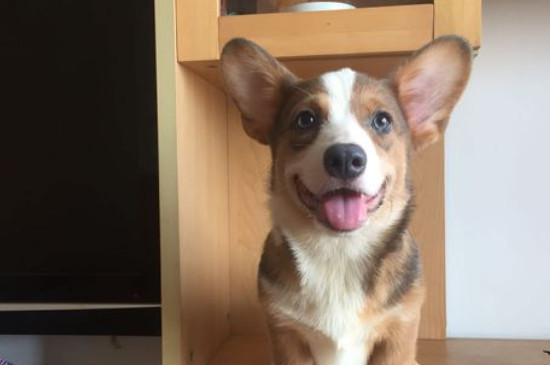 柯基犬貂色值錢嗎
