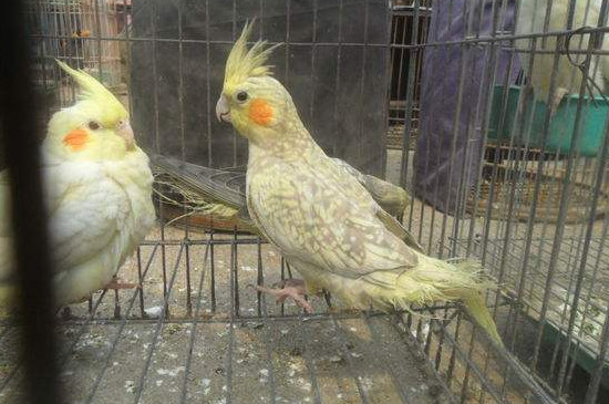 玄鳳鸚鵡多大不用保溫