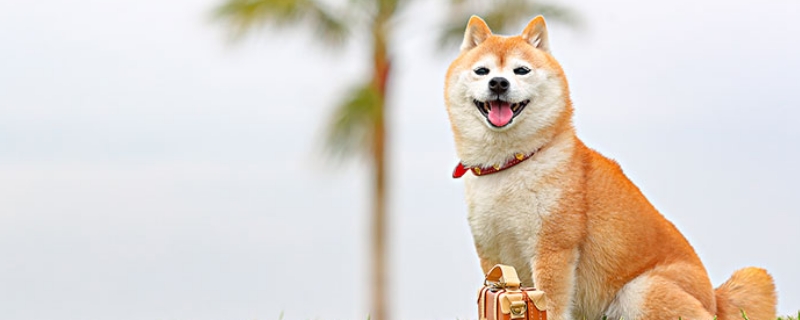 柴犬每天一個(gè)雞蛋黃可不可以