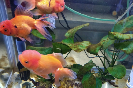 小金魚(yú)怎么養(yǎng)不會(huì)死