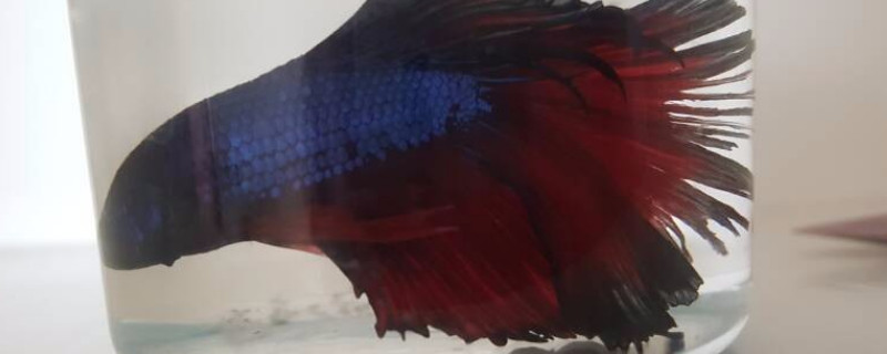 斗魚尾巴爛了怎么辦