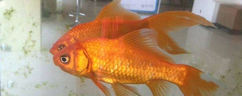 草金魚繁殖的前兆