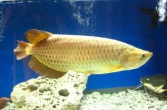 星點龍魚可以和金龍魚混養(yǎng)嗎