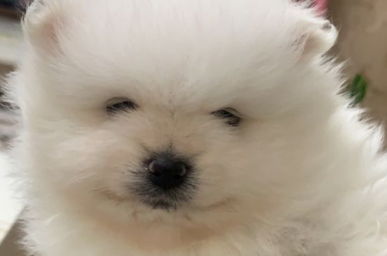 博美壽命一般多少年