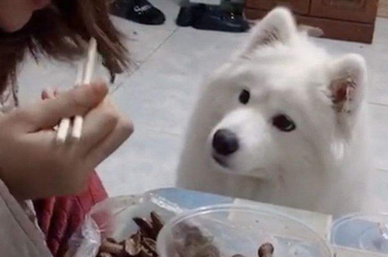 薩摩耶的禁忌是什么