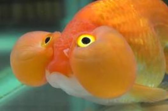 大眼睛金魚叫什么名字