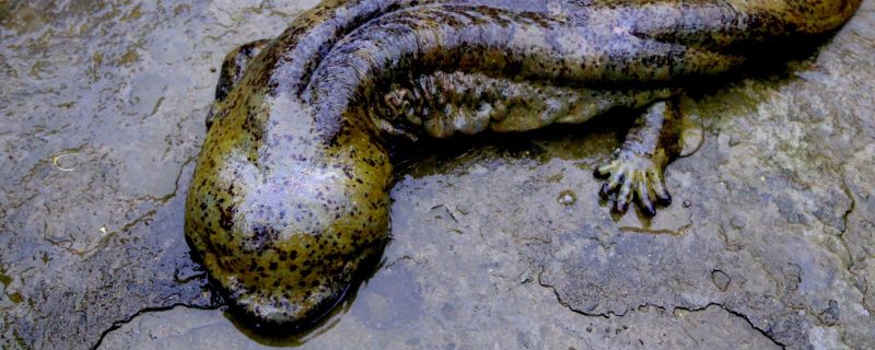 娃娃魚(yú)和蠑螈的區(qū)別