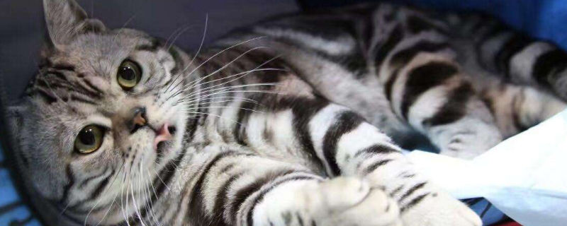 英短貴還是美短貴