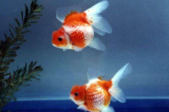 金魚為什么老是睡覺
