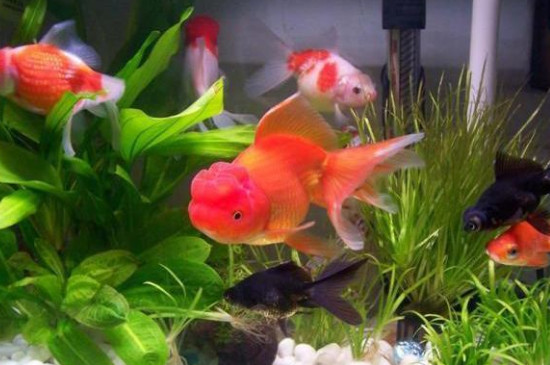 家里金魚養(yǎng)幾條合適