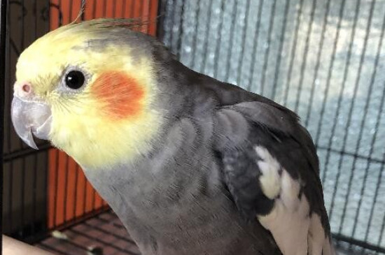 玄鳳鸚鵡多久洗澡一次