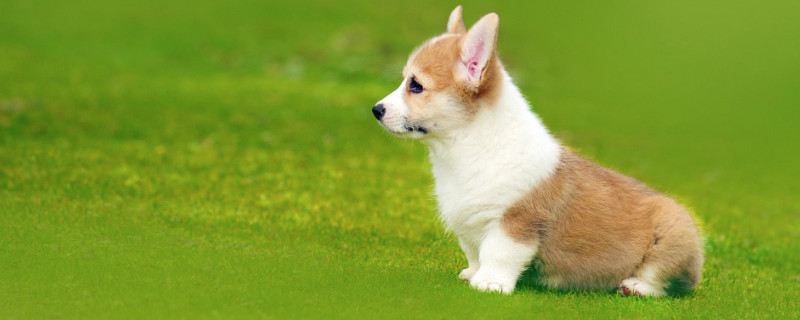 柯基犬不斷尾巴可以嗎