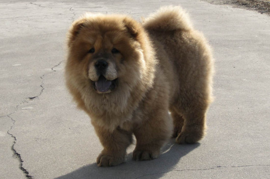 松獅犬的優(yōu)缺點(diǎn)