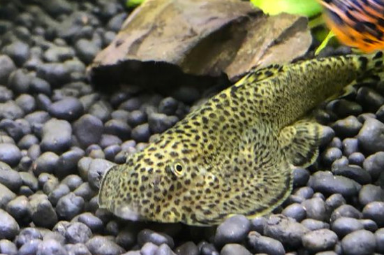 魚喜歡吃什么食物