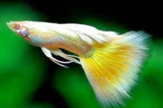 剛出生的孔雀魚(yú)什么時(shí)候喂