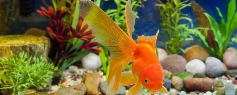 金魚(yú)側(cè)翻但又沒(méi)死怎么辦
