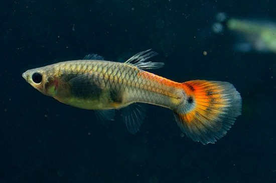 雜袍孔雀魚是什么