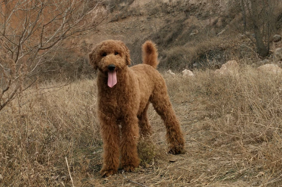 巨型貴賓犬有多大