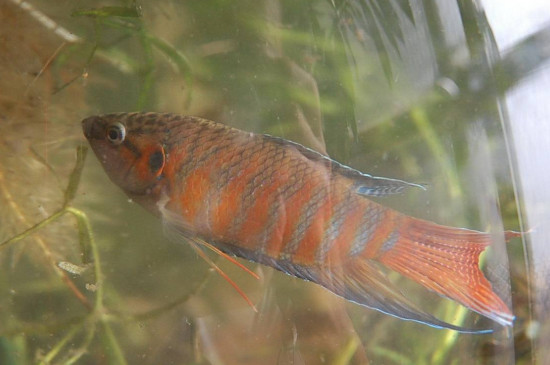 斗魚(yú)不吃食怎么辦