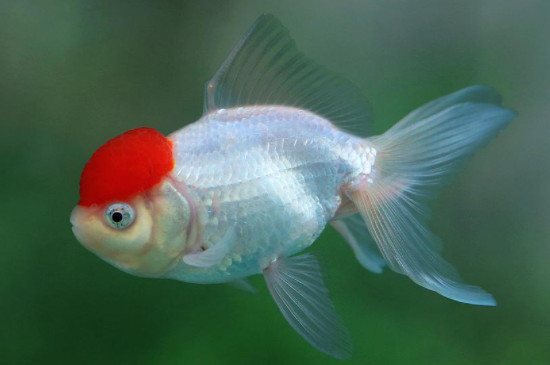 金魚產(chǎn)卵后水渾怎么辦