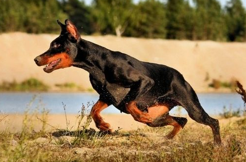 如何訓(xùn)練杜賓犬，四個步驟教你馴服杜賓犬