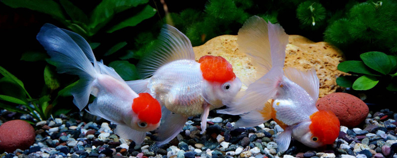 凈化魚缸水質(zhì)的方法，怎樣才能凈化魚缸中的水質(zhì)
