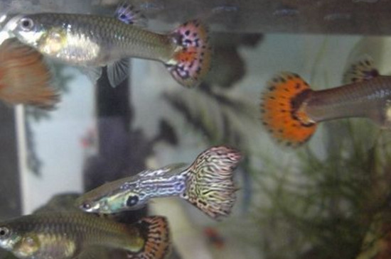 小孔雀魚不分缸后果