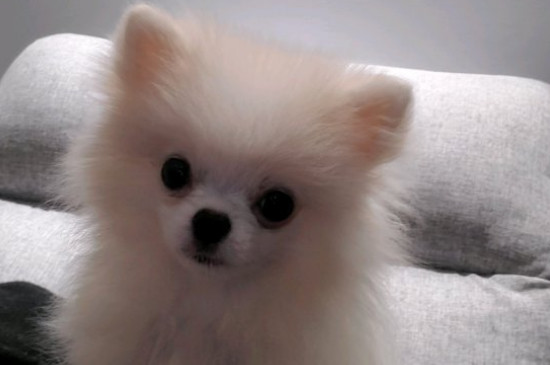 白色博美犬多少錢一只，博美犬價格一般在800元左右