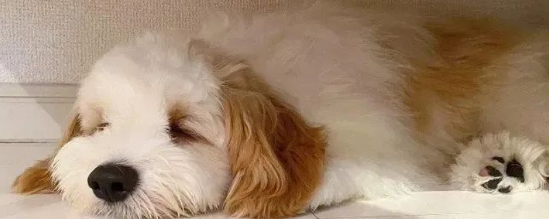狗狗突然四肢無力,像癱瘓,怎么辦