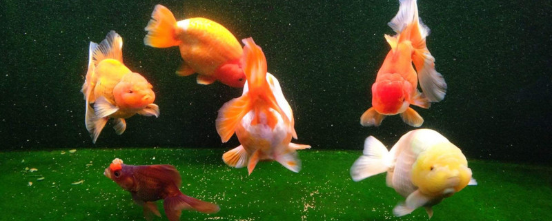 蘭壽金魚好養(yǎng)嗎
