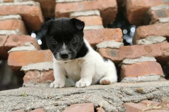 土狗幼犬最明顯的特征