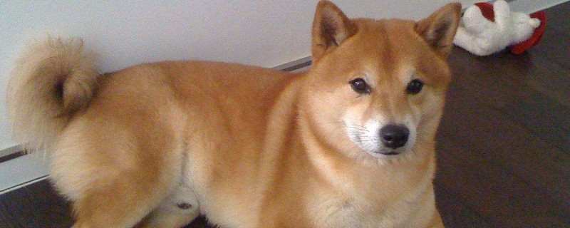 日本豆柴犬價格一般多少錢，純種價錢至少需要10000元