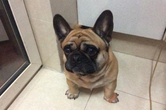 怎么讓小巴哥犬認(rèn)人